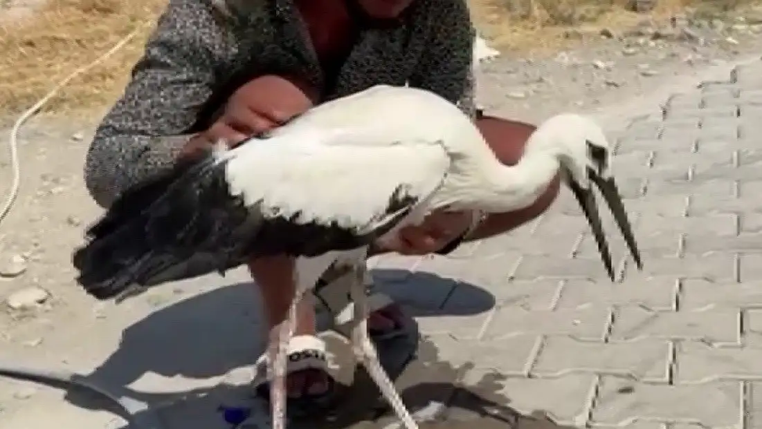 Adıyaman'da sıcaktan bayılan leyleği köylüler kurtardı