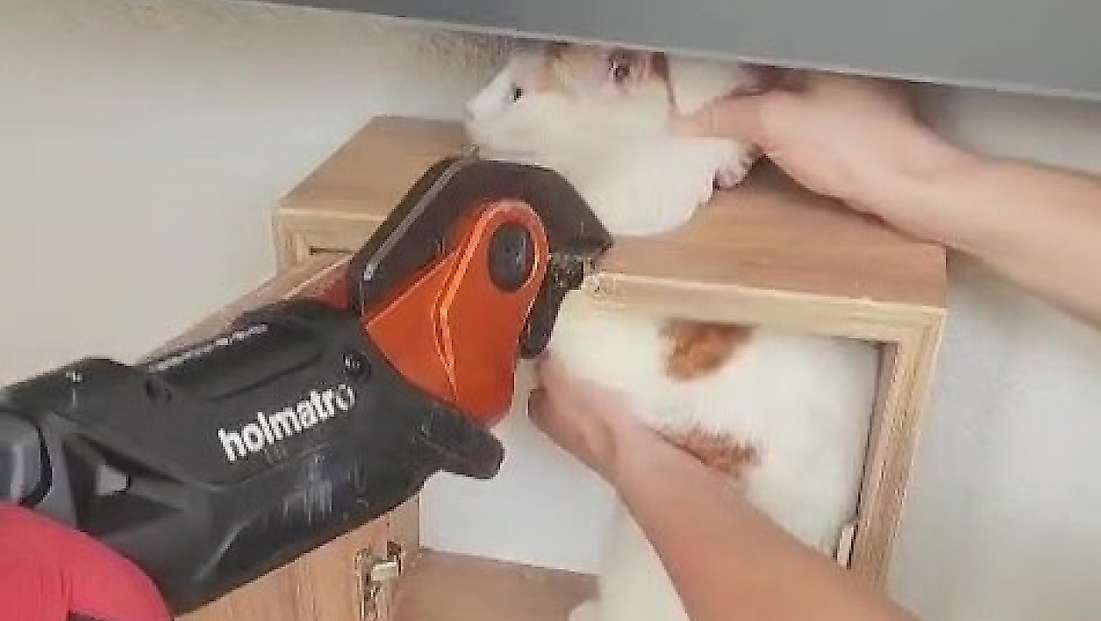 Malatya'da posta kutusuna sıkışan kedi kurtarıldı