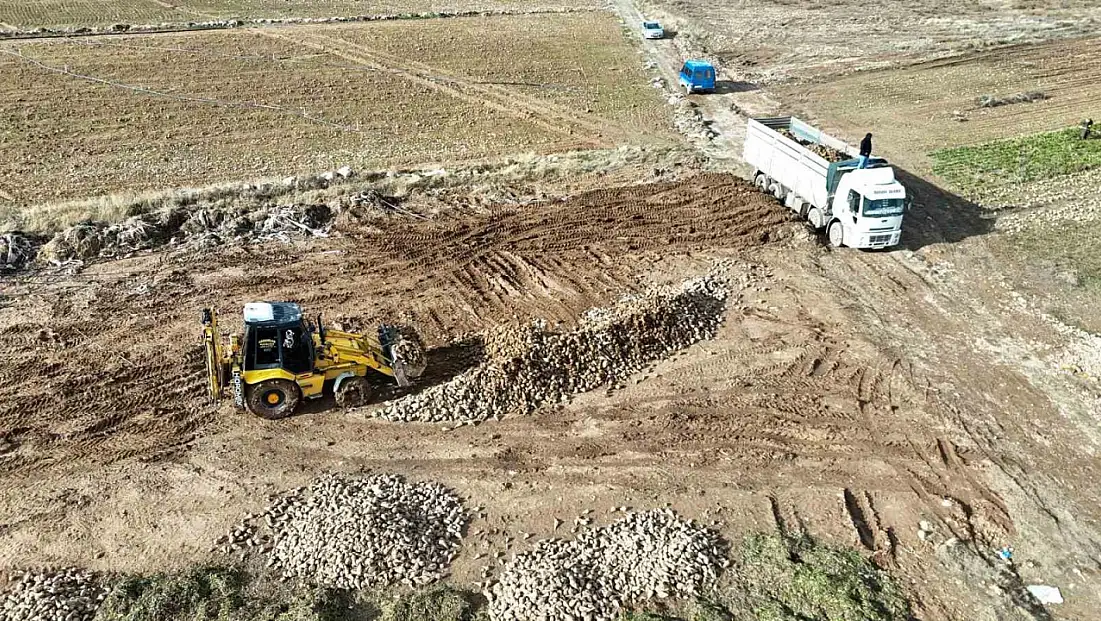 Malatya’da şeker pancarında yüksek verim çiftçinin yüzünü güldürdü