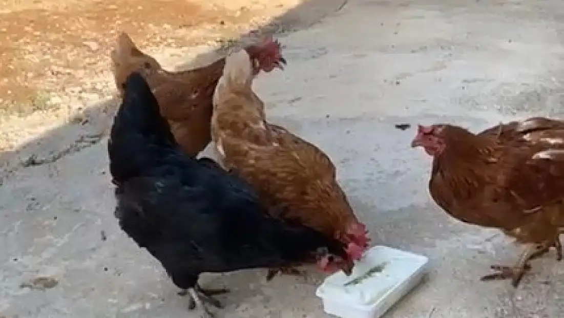 Sıcaktan bunalan tavuklarını Maraş dondurması ile serinletti