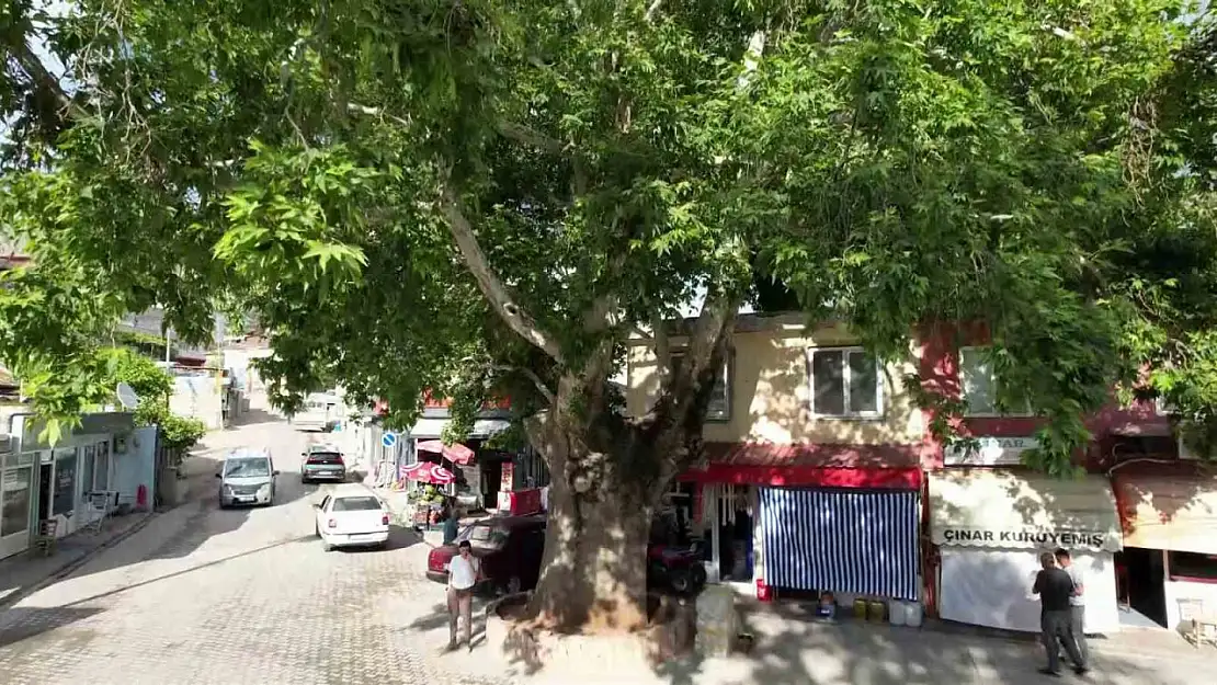'Anıt ağaç' olarak tescillenen 600 yıllık çınar Tut ilçesinin simgesi