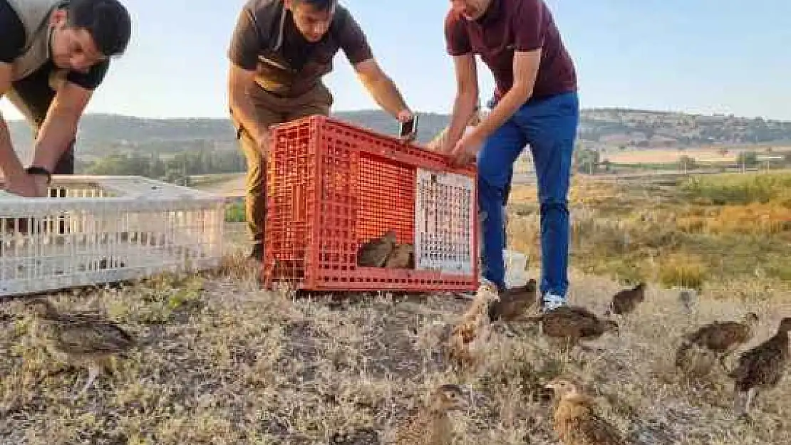 'Kene Avcısı' 125 Sülün Doğaya Salındı