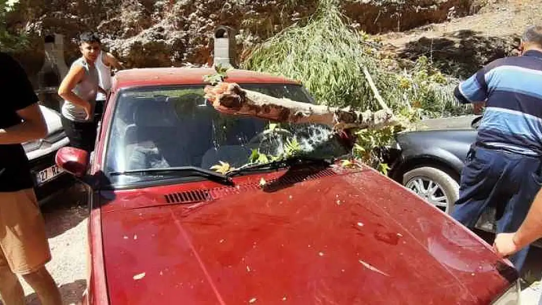 Ağaç Otomobilin Üzerine Devrildi