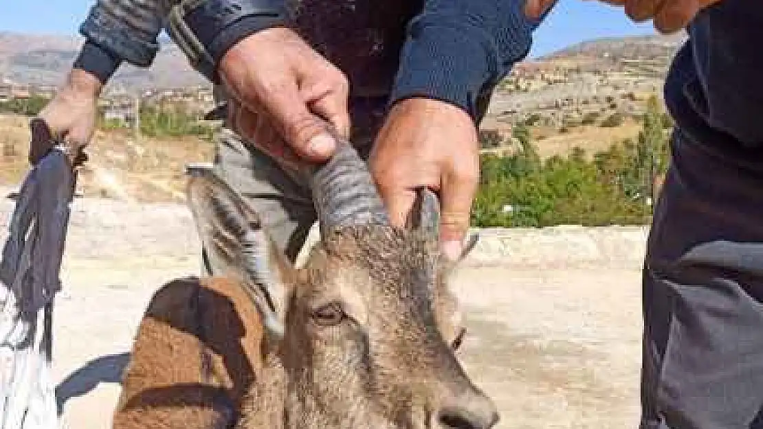 Yaralı Hayvanlar Tedavi Ediliyor