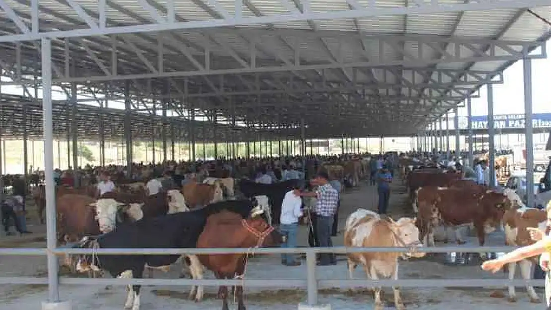 Adıyaman'dan Sonra Kâhta'da da Şap Hastalığı