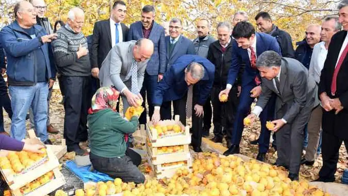 Adıyaman'da 'Cennet Hurması' Hasadı Başladı