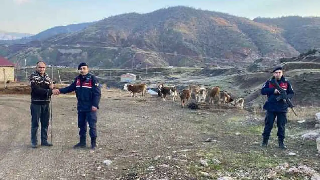 Jandarma'nın bulduğu büyük baş hayvanlar sahibine verildi