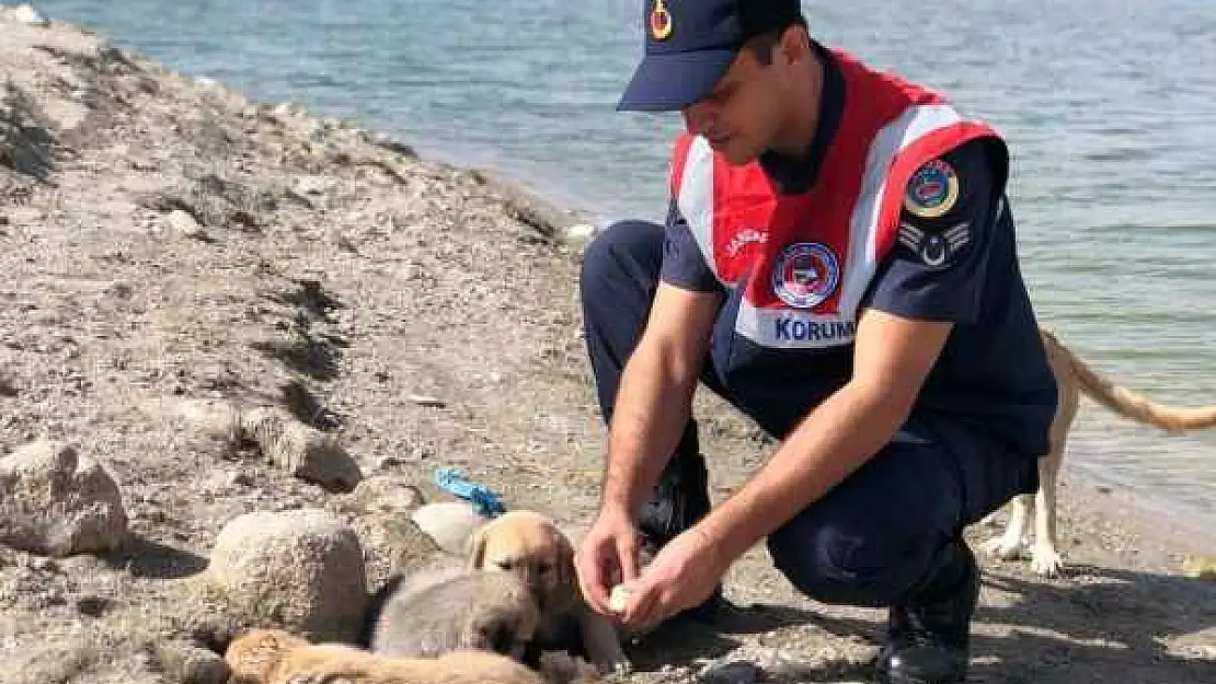 Görevleri sadece asayişi sağlamak değil, doğa için de çalışıyorlar - Videolu Haber