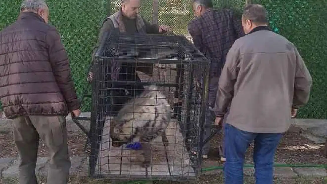 Nesli tükenme tehlikesi altında olan çizgili sırtlan koruma altına alındı - Videolu Haber