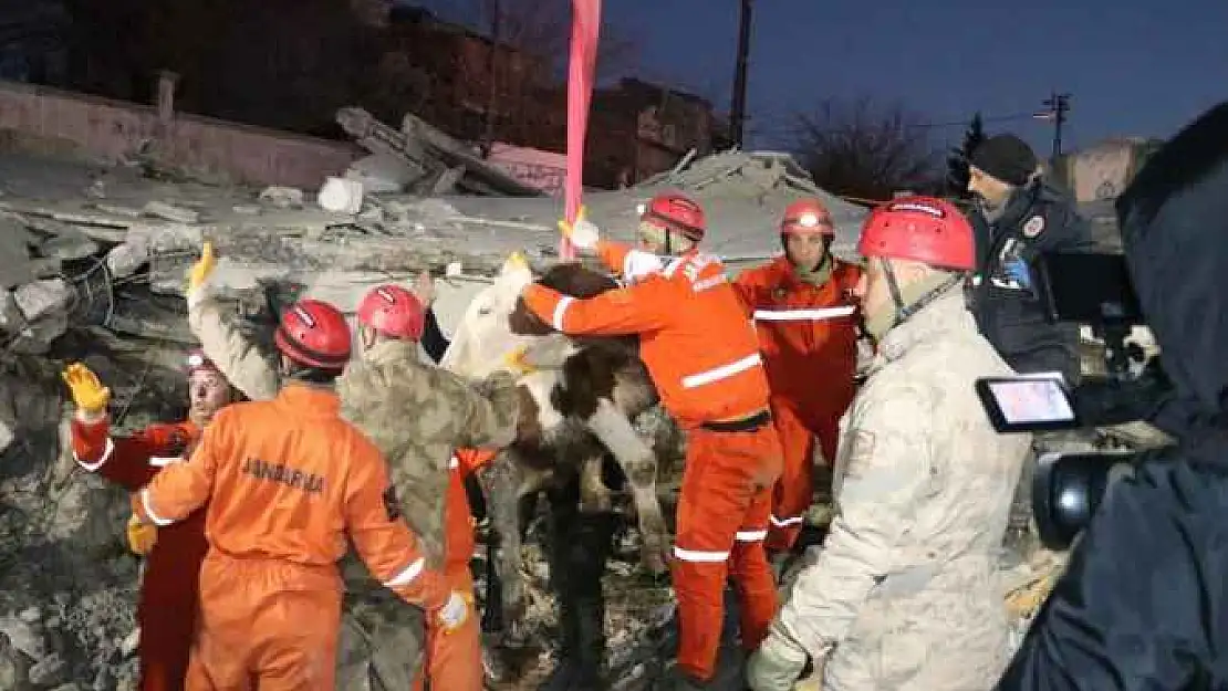 11 gün göçük altında 'Bircan' isimli inek, kurtarıldı