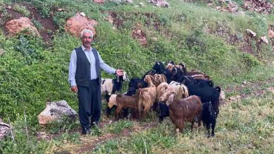 Kaybolan 30 Küçükbaş Hayvanı Jandarma Buldu