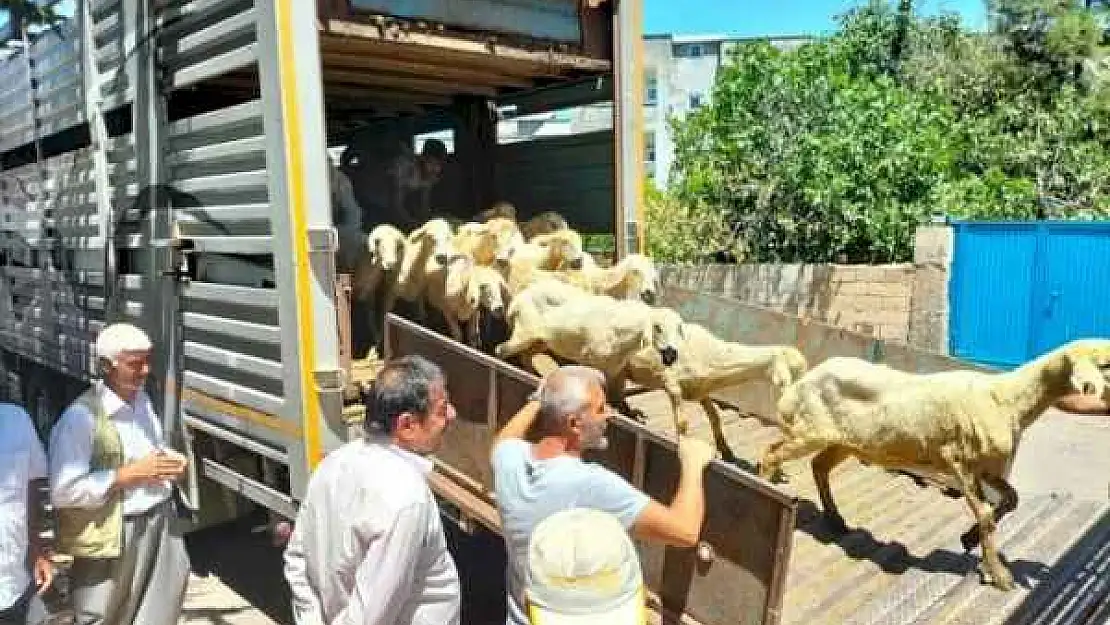 Depremzede Yetiştiricilere 254 Baş Hayvan Dağıtıldı