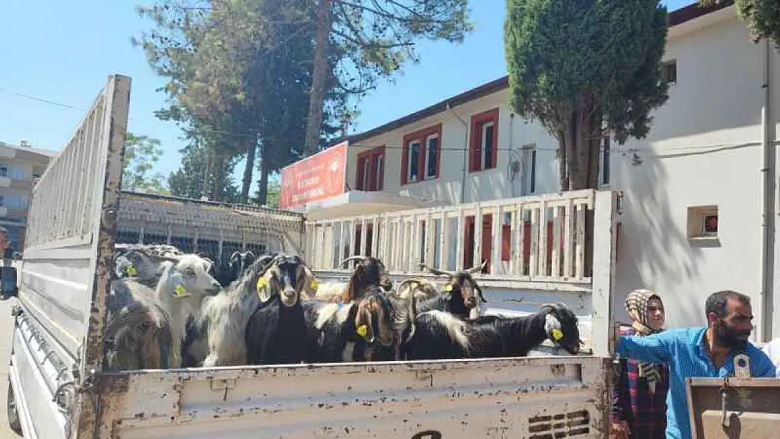 Adıyaman'daki Depremzedelere 124 Keçi Dağıtıldı