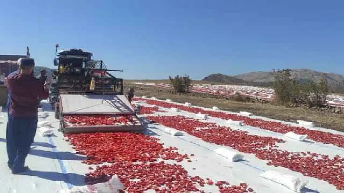 Kurutmalık Domates 100'e Yakın Ülkeye İhraç Ediliyor