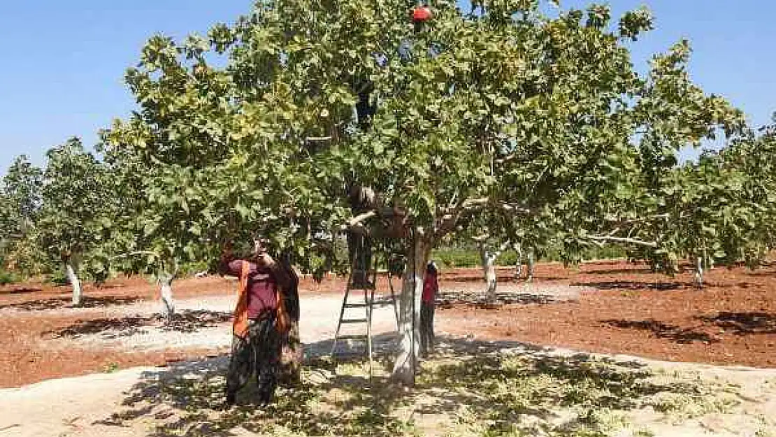 Yeşil Altının Hasadı Başladı