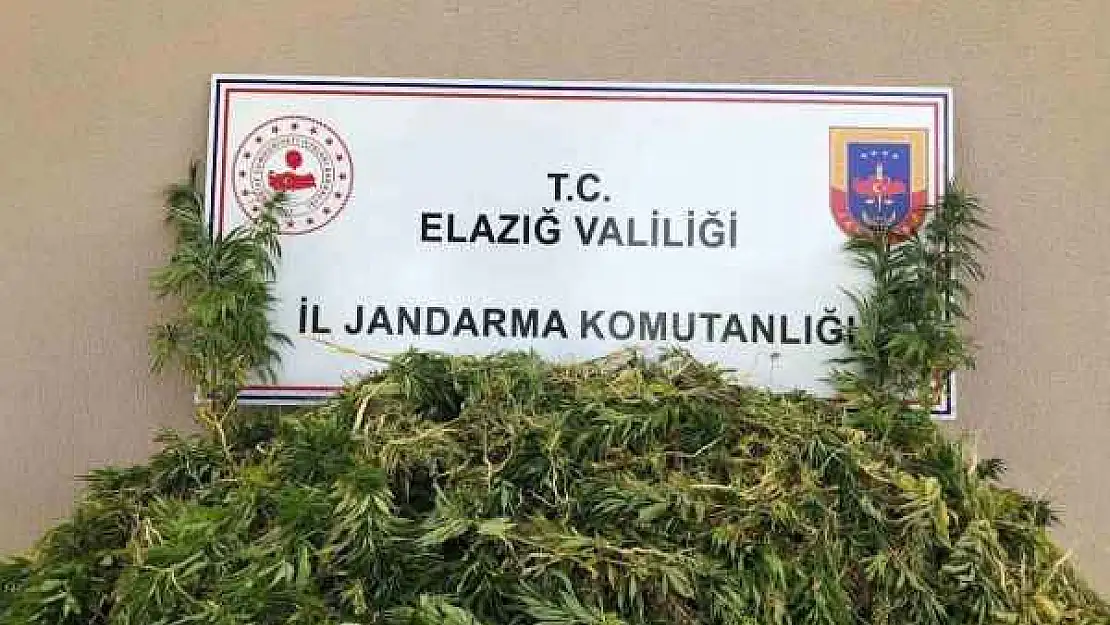 2 Bin 208 Kök Kenevir Ele Geçirildi