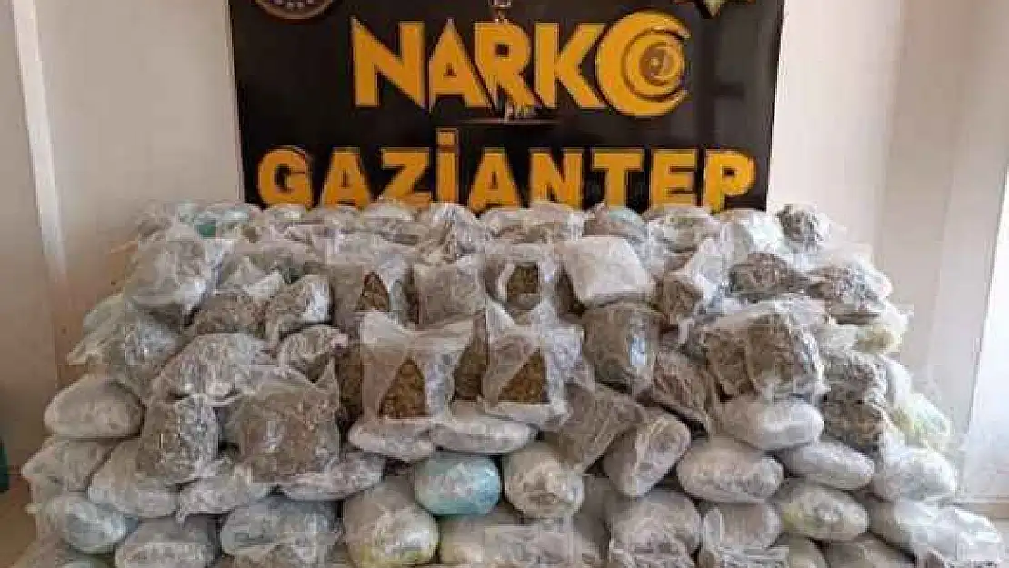 81 Kilo Skunk Ele Geçirildi