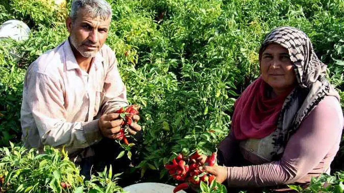 En acı hasat başladı