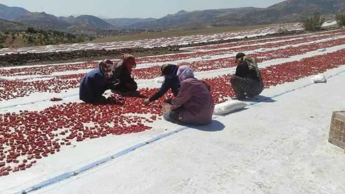 İlk Defa Ekilen Kurutmalık Domates Gençlere İş Olanağı Sağlıyor