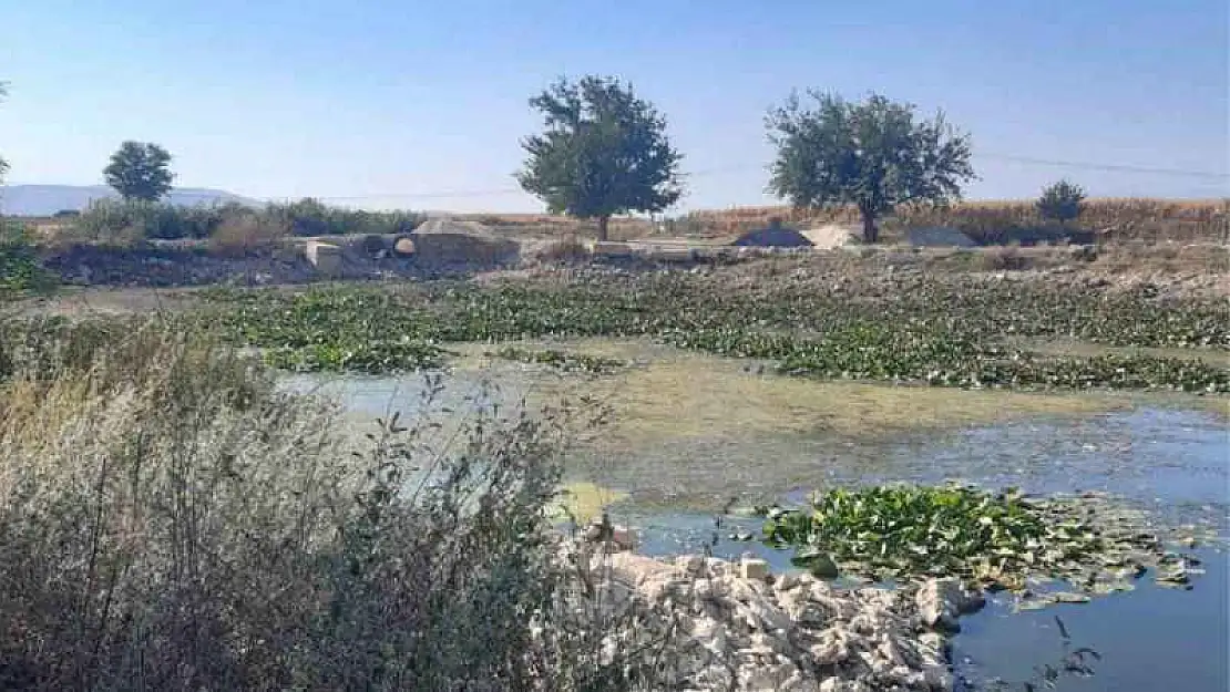 Gölde Toplu Balık Ölümleri Yaşandı