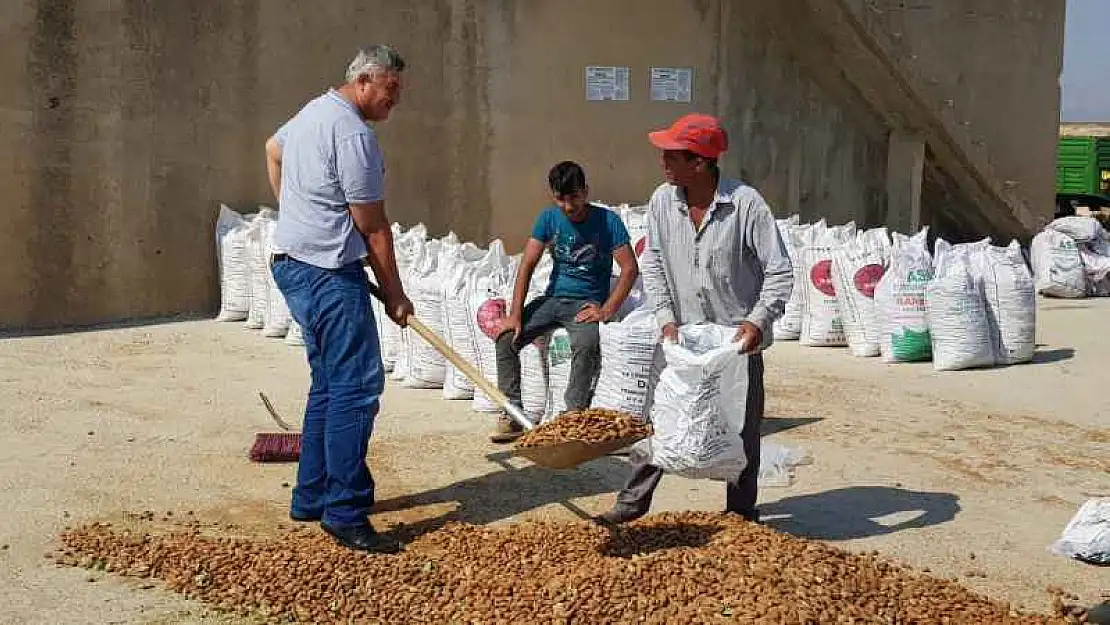 Adıyaman'da Badem Hasadı Başladı Çiftçi Fiyat Bekliyor