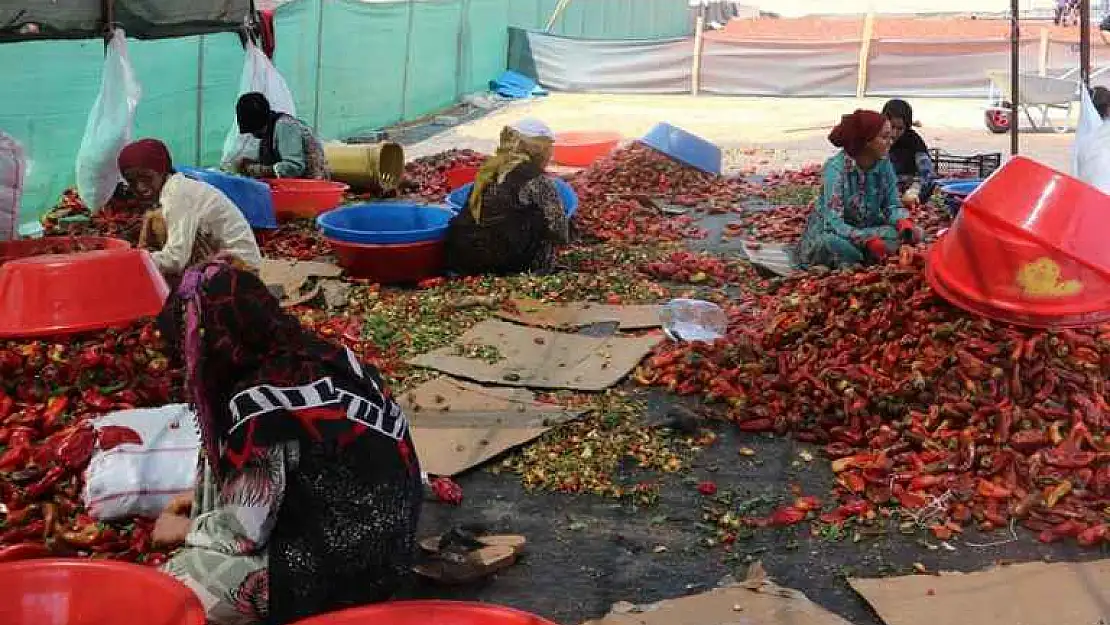 İsotun Acı Serüveni Başladı