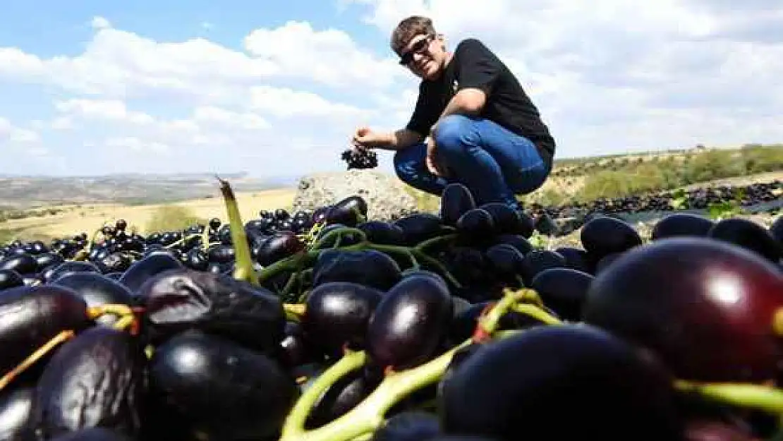 Sınırın Sıfır Noktasında Tarlalar Siyaha Boyandı