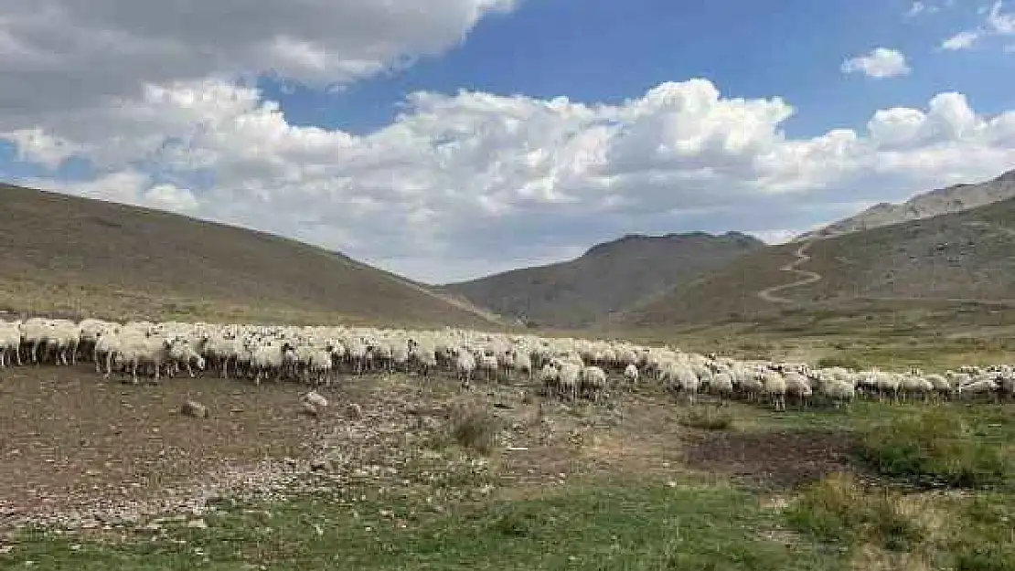 25 Bin TL Maaşla Çalışacak Çoban Bulunamıyor