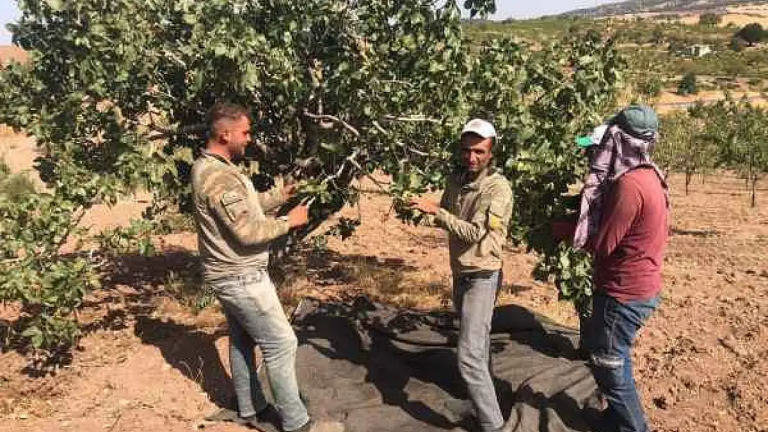 Besni'de Antep Fıstığı hasadı başladı