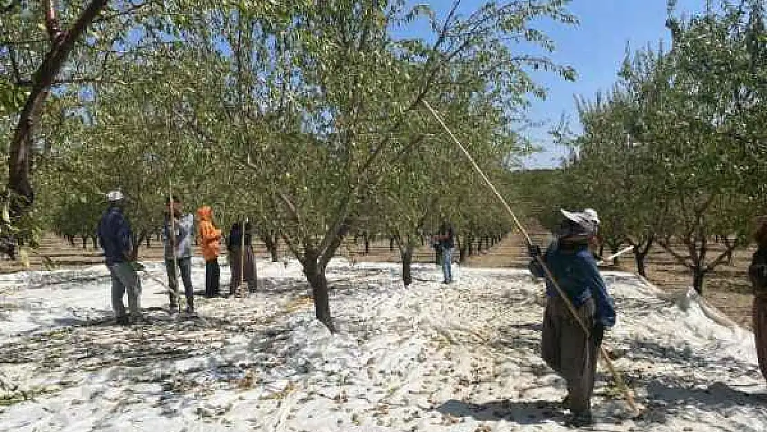 Adıyaman'da Badem Hasadı Başladı