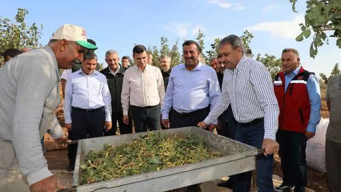 Fıstığın Başkentinde Hasat Heyecanı