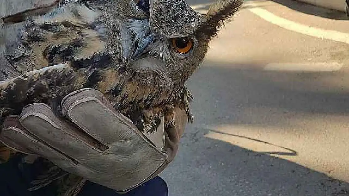 Yaralı Bulunan Puhu kuşu tedavi altına alındı