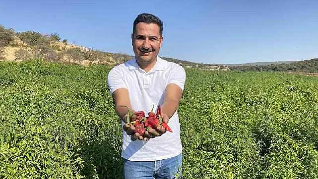 Kahramanmaraş'ın tescilli ürünü 'Maraş biberi' hasadı başladı