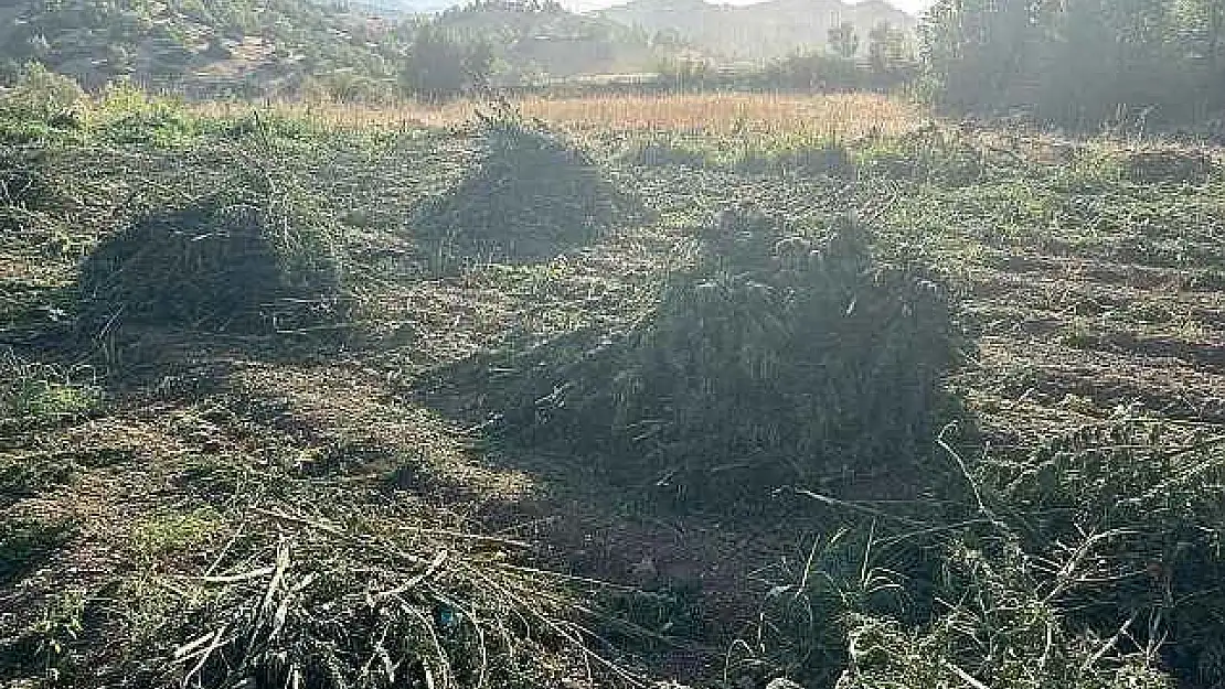 Terörün Finars Kaynağına Büyük Darbe: 1,5 Ton Esrar Ele Geçirildi