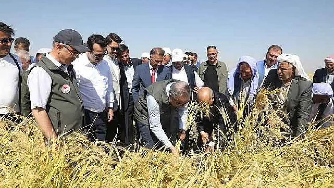 Tescilli Karacadağ pirincinin hasadına başlandı