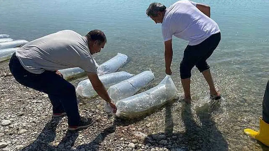 Atatürk Baraj Göletine 7 Milyon 180 Bin Yavru Balık Bırakıldı