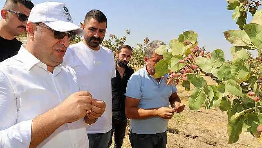 Yeşil Altında Hasat Başladı