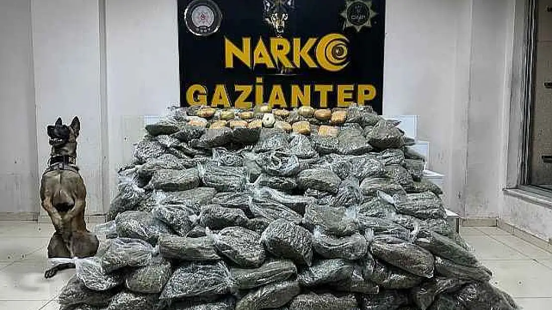 170 Kilogram Skunk Ele Geçirildi