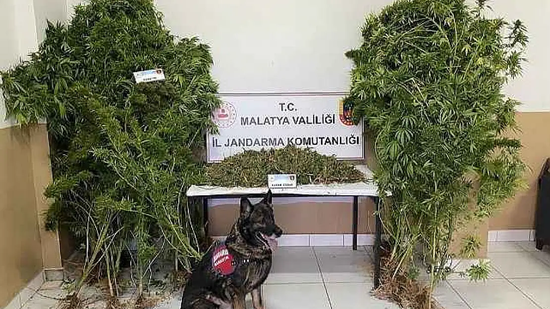Jandarmadan Uyuşturucu Operasyonu: 2 Tutuklama