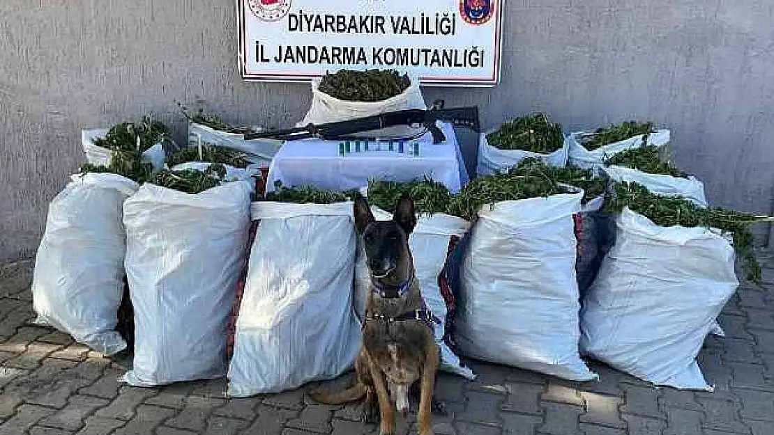 177 Kilo Esrar Ele Geçirildi