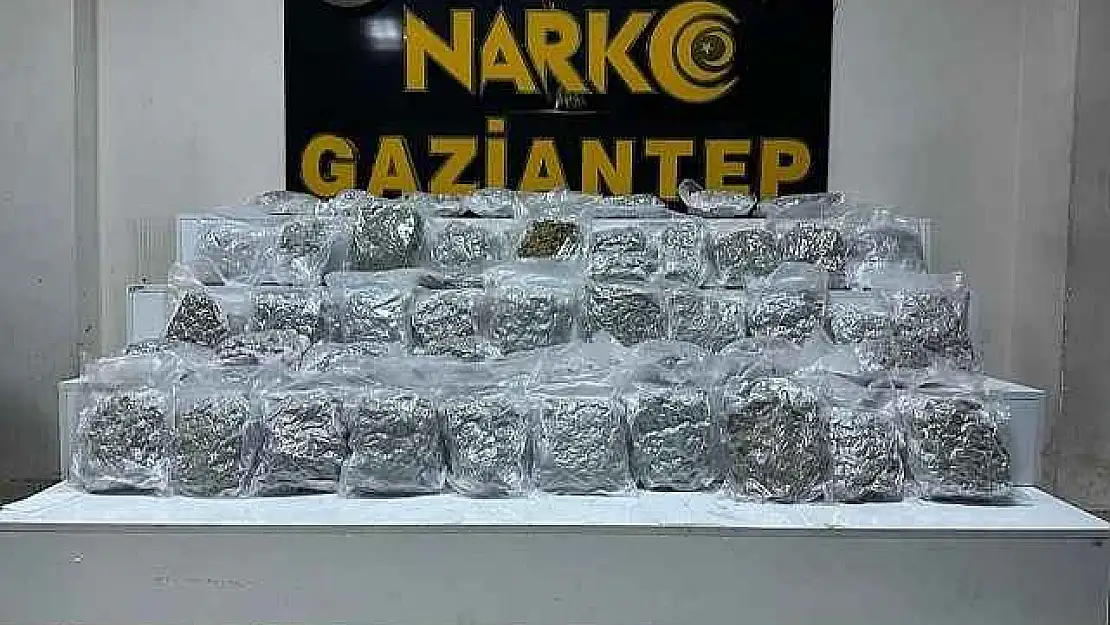 24 Kilo Skunk Ele Geçirildi