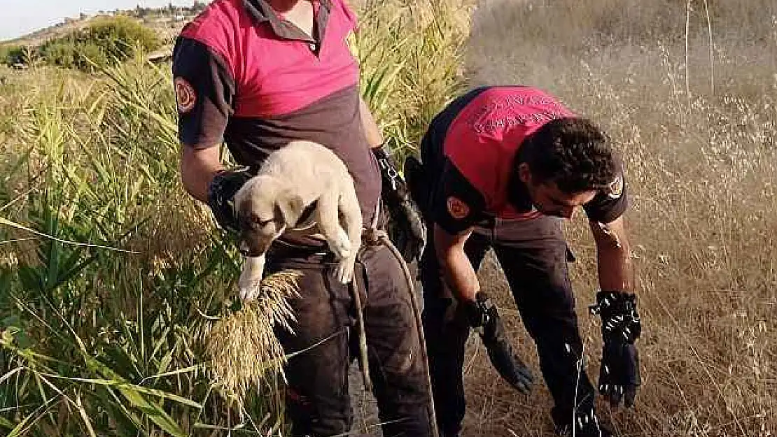 Kurtarılan Yavru Köpeklerin Sevgi Gösterisi Yürekleri Isıttı