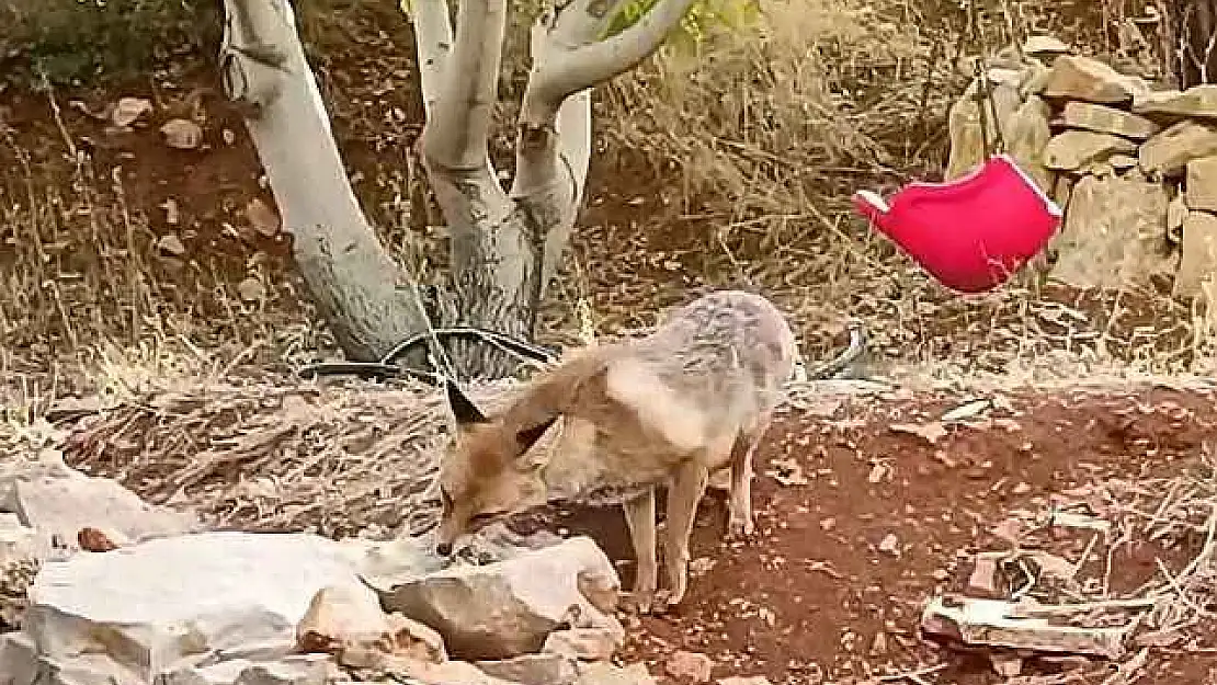 Tilkiye Çocukları Gibi Baktılar