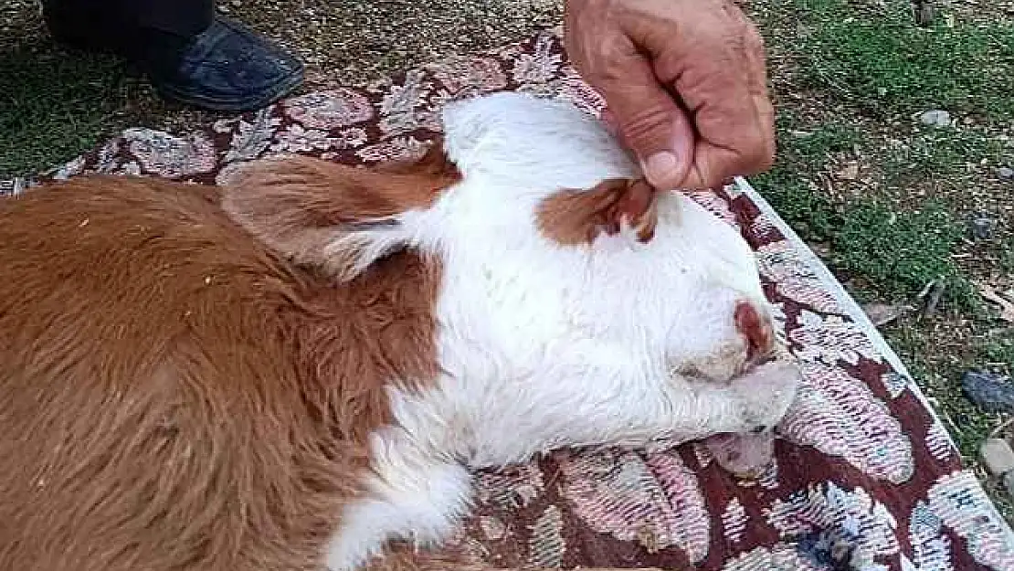 Deprem Stresi Yaşayan İnek, Gözleri Olmayan Dört Kulaklı Buzağı Doğurdu