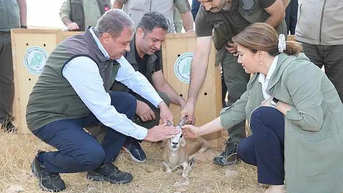 Özenle Yetiştirilen 20 Ceylan Doğaya Salındı