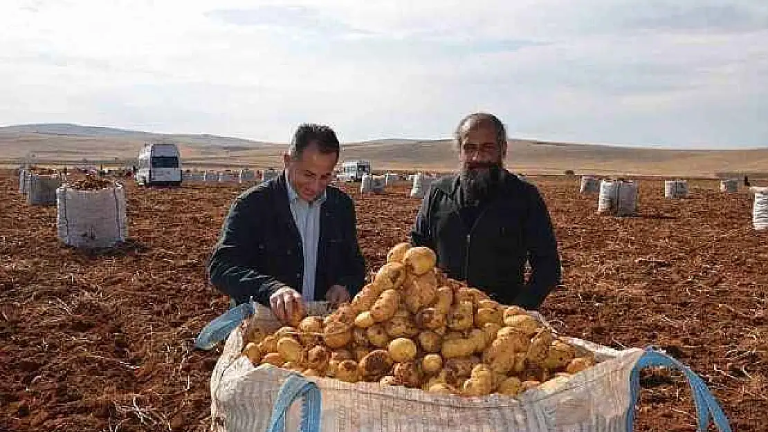 Malatya'da Patates Hasadı