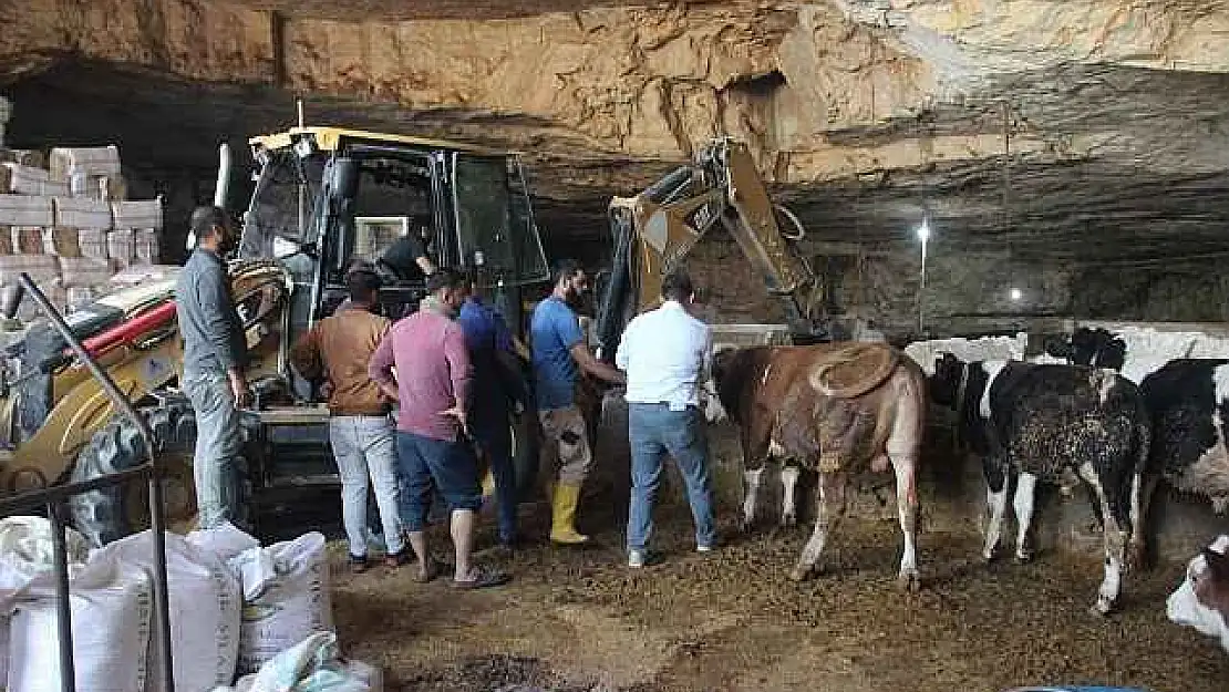 Dev Mağarada Tavan Çöktü: 5 Büyükbaş Hayvan Telef Oldu