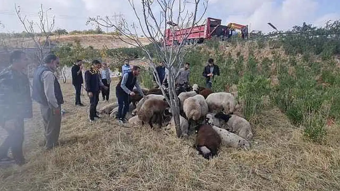 Şanlıurfa'da koyun yüklü tır devrildi: 80 koyun telef oldu