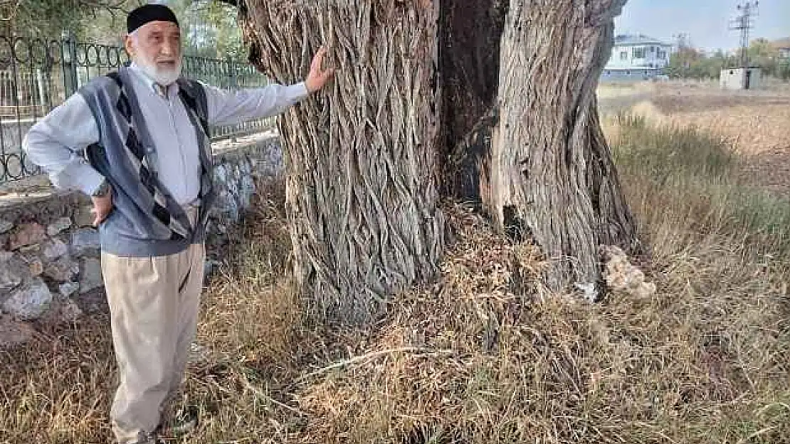 250 Yıllık Söğüt Ağacı Dimdik Ayakta