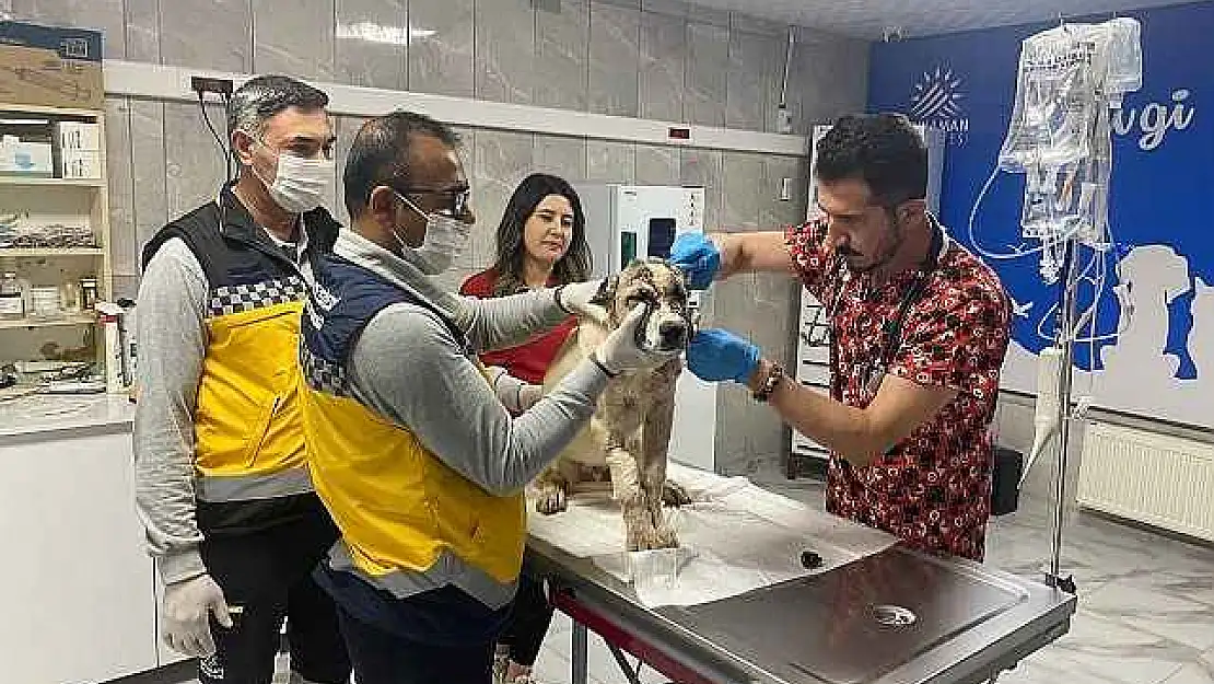 Sahibi tarafından 13 yerinden bıçaklanan köpeğe 150 dikiş atıldı